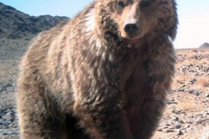 Gobai brown bear: проблема збереження Gobai brown bear: проблема збереження